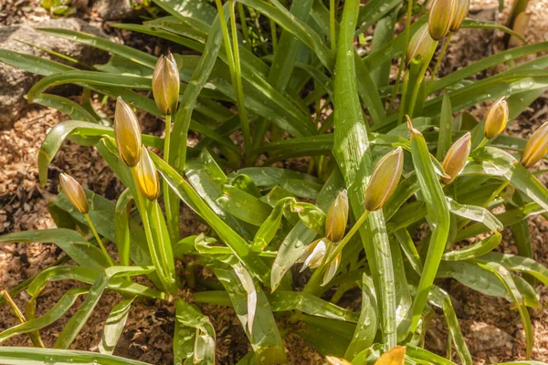 Primavera Canteiro Flores Com Floração Tarde Tulipa Lat Tulipa Dasystemon — Fotografia de Stock