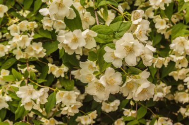 Güzel beyaz çiçekler turuncu yakın çekimle alay eder. Güzel doğal arkaplan