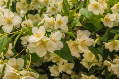 Güzel beyaz çiçekler turuncu yakın çekimle alay eder. Güzel doğal arkaplan