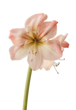 Bud Hippeastrum (amaryllis) Galaksi Grubu 