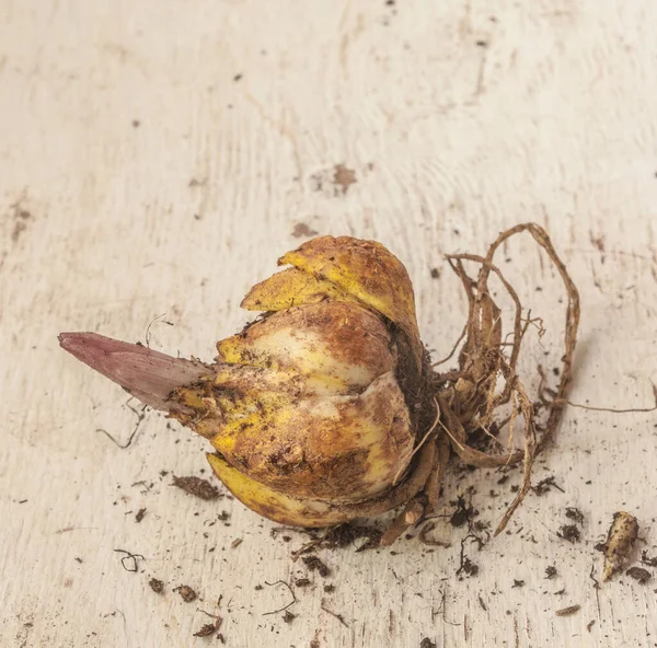 Hybride Trompet Lily Bol Met Spruit Voor Het Planten Het — Stockfoto