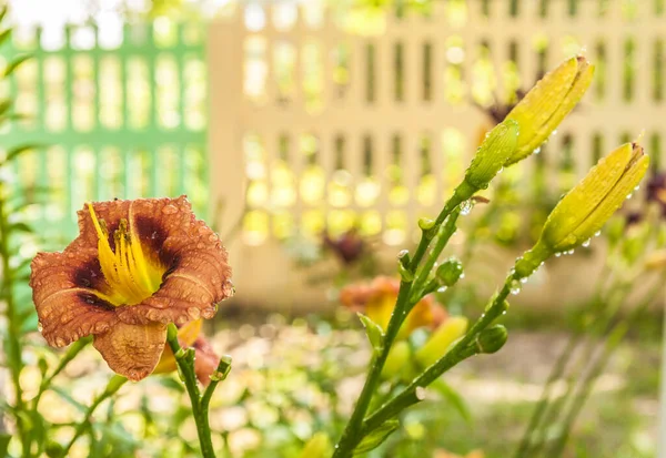 Blühende Taglilie Pookie Bear Miniatur Terrakottatrompeten Mit Weinrotem Band Und — Stockfoto