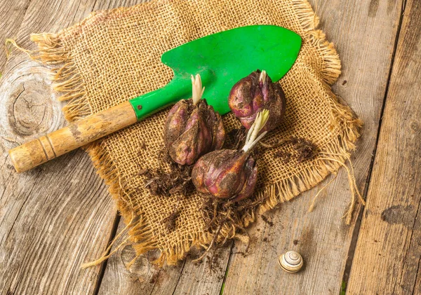 Three Bubs Lilium Regale Canvas Ang Garden Shovel Next Snail — Stock Photo, Image