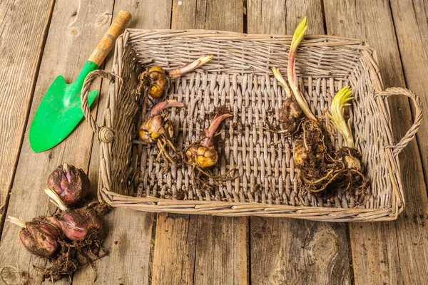 Rieten Dienblad Met Verschillende Soorten Leliebollen Voor Het Planten Het — Stockfoto