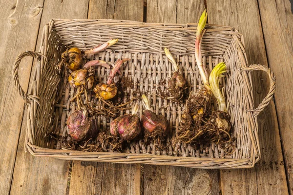 Wicker Tray Different Types Lily Bulbs Planting Spring Flat Lay — Stock Photo, Image