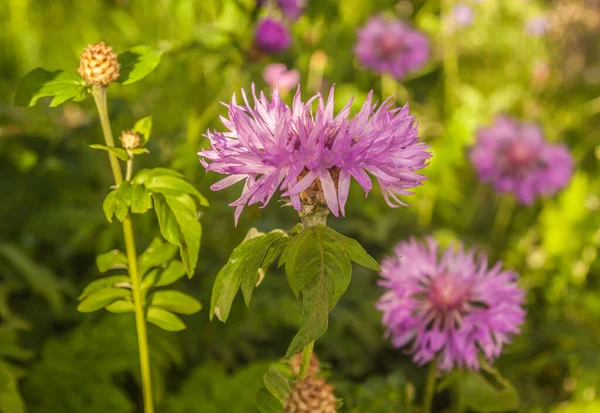 Centaurea Dealbata Persian Cornflower Whitewash Cornflower Garden Sunny Day — Stock Photo, Image