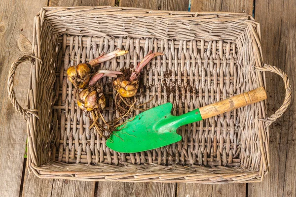 Drie Oosterse Hybride Leliebollen Een Rieten Dienblad Naast Een Tuinschop — Stockfoto