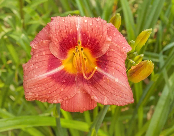 Blommande Hemerocallis Alltid Eftermiddag Medellång Lila Kantad Buff Med Lila — Stockfoto