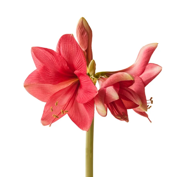 Blooming Rosa Escuro Amaryllis Hippeastrum Galaxy Group Adele Fundo Branco — Fotografia de Stock