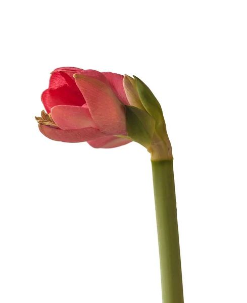 Revelando Tierna Flor Rosa Amaryllis Hippeastrum Galaxy Group Sobre Fondo —  Fotos de Stock