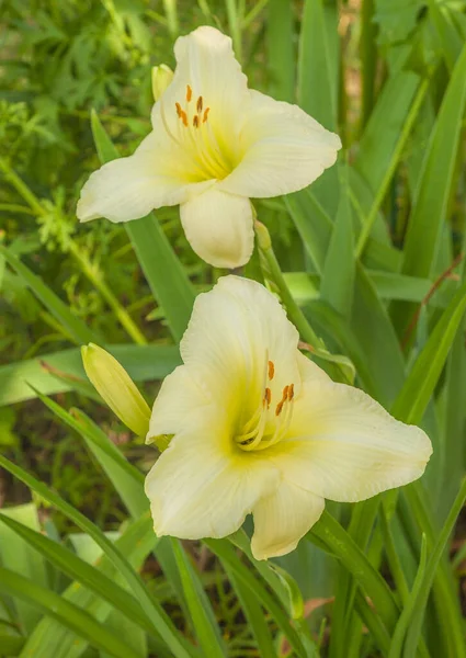 Blommande Daglilja Vinnande Sätt Att Rabatter Sommarträdgården — Stockfoto