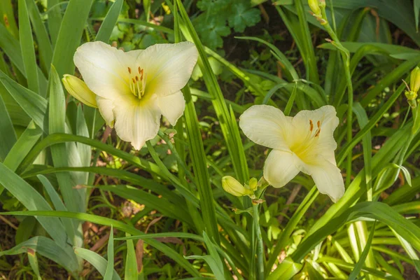 Blooming Daylily Formas Vencedoras Canteiros Flores Jardim Verão — Fotografia de Stock