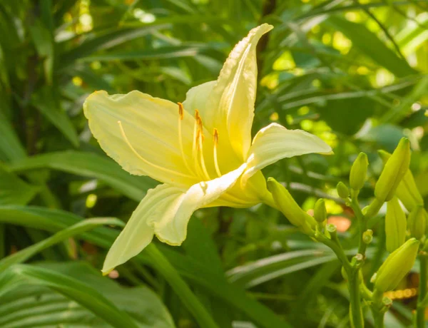 Blühende Taglilie Gewinnt Wege Der Beete Sommergarten — Stockfoto