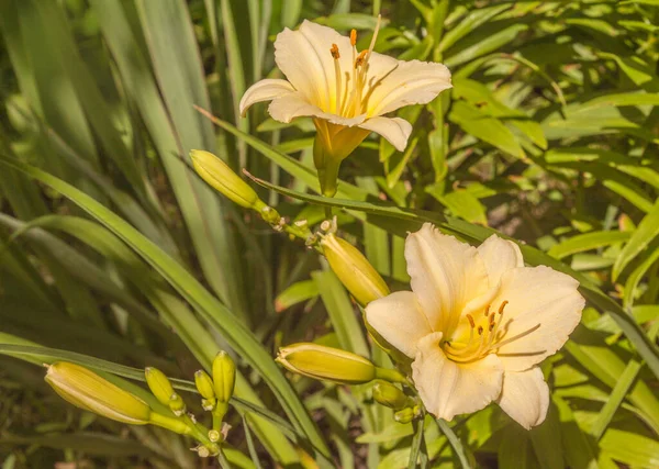 Ανθισμένη Daylily Longfields Pearl Στο Παρασκήνιο Των Παρτέρια Λουλουδιών Στον — Φωτογραφία Αρχείου