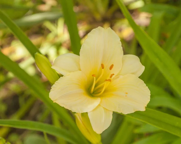 Blommande Daglilja Longfields Pearl Bakgrunden Rabatter Sommarträdgården — Stockfoto