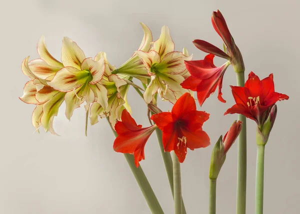 Bloom Striped Yellow Red Amaryllis Hippeastrum Colibri Group Cleopatra Small — Stock Photo, Image