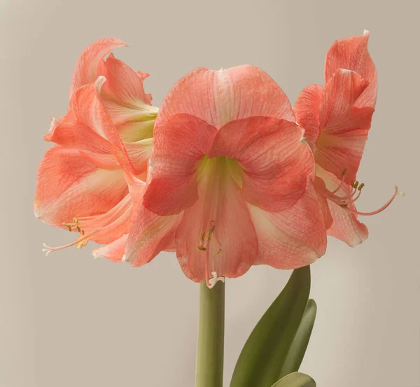 Odmiana Wielkokwiatowa Galaxy Group Hippeastrum Amaryllis Prostymi Kwiatami Jasnoróżowego Koloru — Zdjęcie stockowe