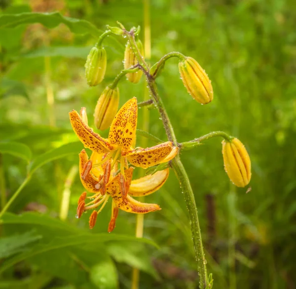 Martagon Turk Cap Lelie Lilium Martagon Peppard Gold Regendruppels Een — Stockfoto