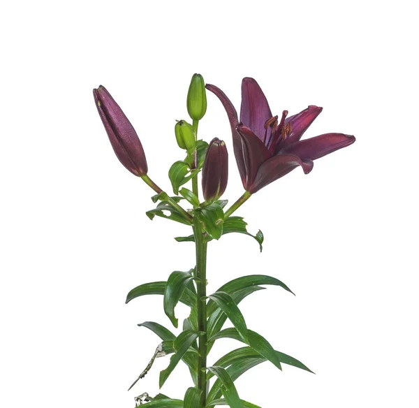 Asian lily of hybrids Stock Photos, Royalty Free Asian lily of hybrids