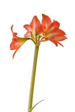 Beyaz arkaplan üzerindeki Bloom orange and white Amaryllis (Hippeastrum) Colibri Group 