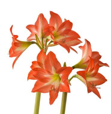 Beyaz arkaplan üzerindeki Bloom orange and white Amaryllis (Hippeastrum) Colibri Group 