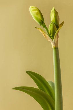 Amaryllis 'li Bud (Hippeastrum) Çift Galaksi Grubu 