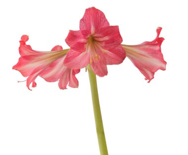 Çiçekli hippeastrum (amarillis) sonatini pembe ve beyaz trompet 