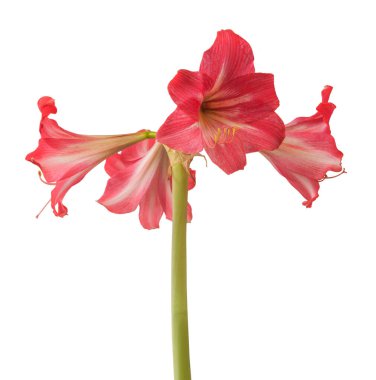 Beyaz arka planda çiçek açan hippeastrum (amaryllis) sonatini pembe ve beyaz trompet 
