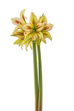 Beyaz arka planda çiçek sarı ve kırmızı Amaryllis (Hippeastrum) elmas grubu 