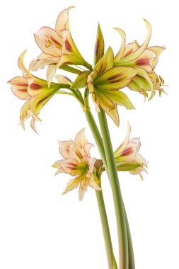 Beyaz arka planda çiçek sarı ve kırmızı Amaryllis (Hippeastrum) elmas grubu 