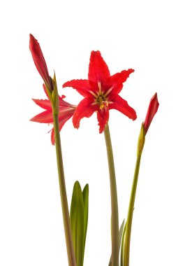 Bloom red Hippeastrum johnsonii (eski adıyla Amaryllis johnsonii) genellikle Hardy Amaryllis, Johnson 'dan Amaryllis veya St. Joseph' s Lily olarak adlandırılır..