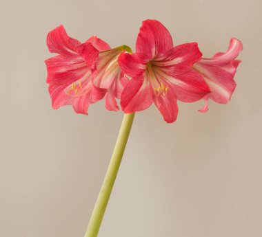 Çiçekli hippeastrum (amarillis) sonatini pembe ve beyaz trompet 