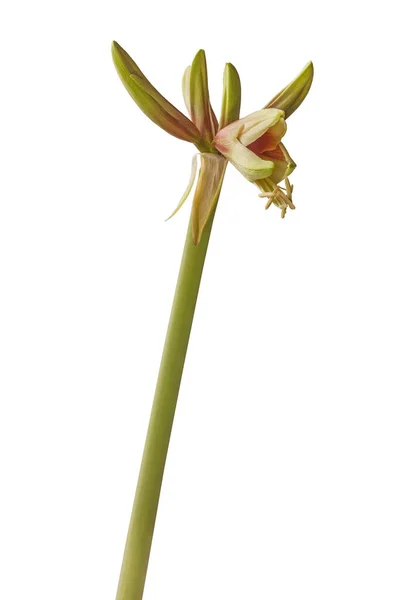 Bud Green Blooming Hippeastrum Amaryllis Pillangó Csoport Wild Amazone Fehér — Stock Fotó