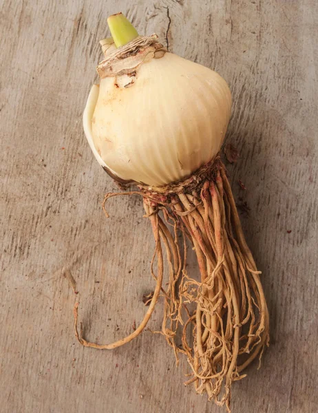 Glödlampa Hippeastrum Amaryllis Gråbordet Platt Äggläggning — Stockfoto