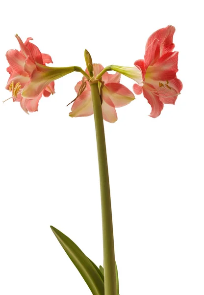 Flower Striped Hippeastrum Amarillis White Dark Pink Trumpet Group Rebecca — Stock Photo, Image