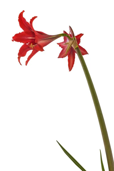Bloom Rojo Hippeastrum Johnsonii Anteriormente Amaryllis Johnsonii Conoce Comúnmente Como — Foto de Stock