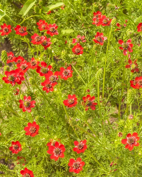 Adonis Aestivalis Summer Pheasant Eye Medicinal Ornamental Plant — Stock Photo, Image
