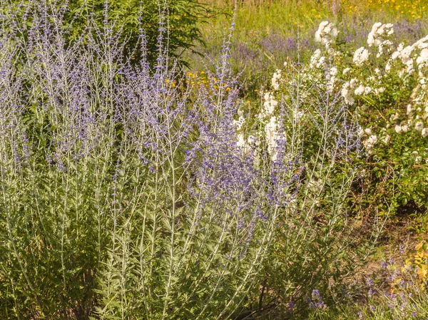 紫罗兰花 洁白的玫瑰和薰衣草在花园里 夏天的芳香花园 — 图库照片