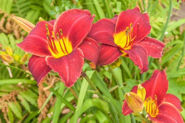 Diurno Vermelho Escuro Hemerocallis Fundo Samambaia Jardim — Fotografia de Stock