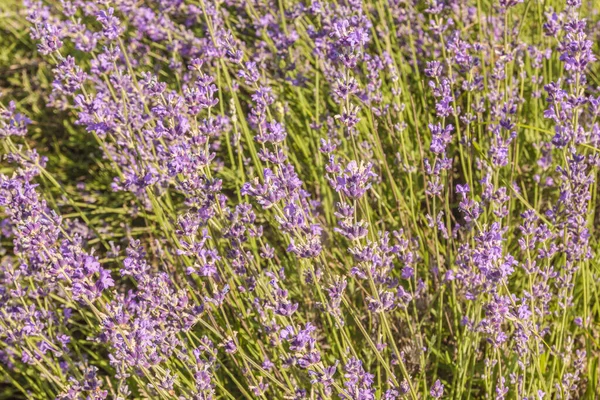 Blommande Lavendel Ukraina Juli — Stockfoto