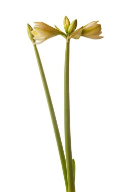 Çift Elmas Grubu (amaryllis) ya da beyaz arka planda sonatini 