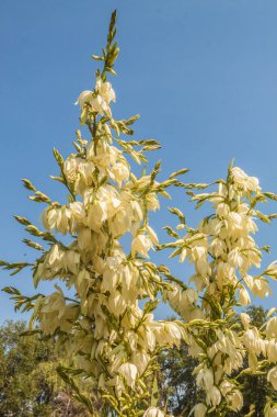 Açan kuraklığa dayanıklı egzotik sulu bitki Yucca filamentosa mavi güneşli gökyüzüne karşı 