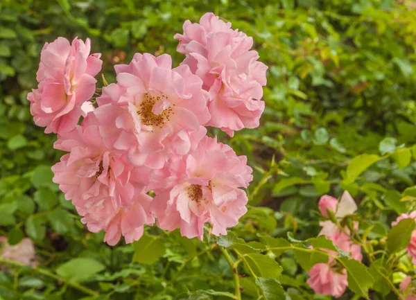 Bloeiende Struik Van Roos Van Zachte Roze Kleur Juni Tuin — Stockfoto