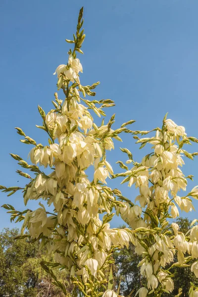 Planta Suculenta Exótica Tolerante Sequía Floreciente Yucca Filamentosa Contra Cielo — Foto de Stock
