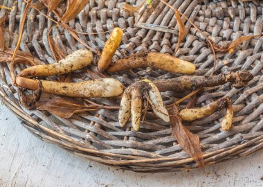Büyüme mevsiminin bitmesinden hemen sonra Gloriosa kökleri sarı gövde ve yaprakların arka planına dayanır. Düz yatıyordu