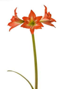 Beyaz arkaplan üzerindeki Bloom orange and white Amaryllis (Hippeastrum) Colibri Group 