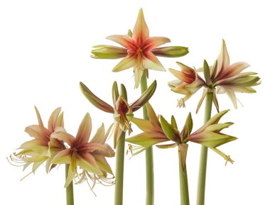 Kelebek Grubu (amiaryllis) Beyaz arka planda yaşayan yabani Amazonlar