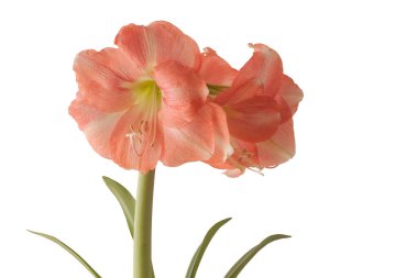 Beyaz arka planda çiçek açan pembe hiperastrum (amaryllis) Galaksi Grubu Rosalia izole edildi.