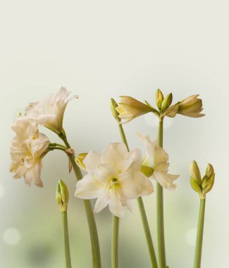 Gri arkaplan üzerinde çiçek açan beyaz hippeastrum (amaryllis) Çift Elmas Grubu veya sonatini 