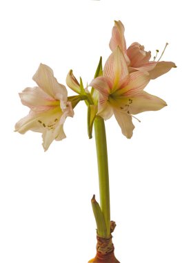 Beyaz arka planda çiçek açan kremalı ve kırmızı hipopotam (amaryllis) Galaksi Grubu Amore izole edilmiş.